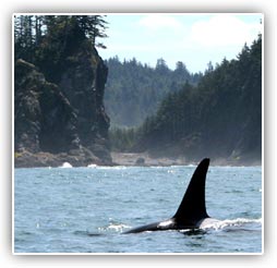 Killer Whales Killer Whales