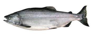 Pink (Humpy) Salmon